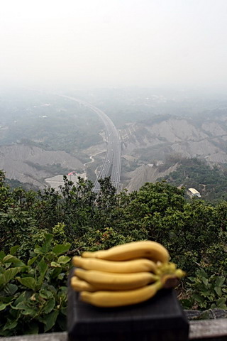 中寮山上的香蕉