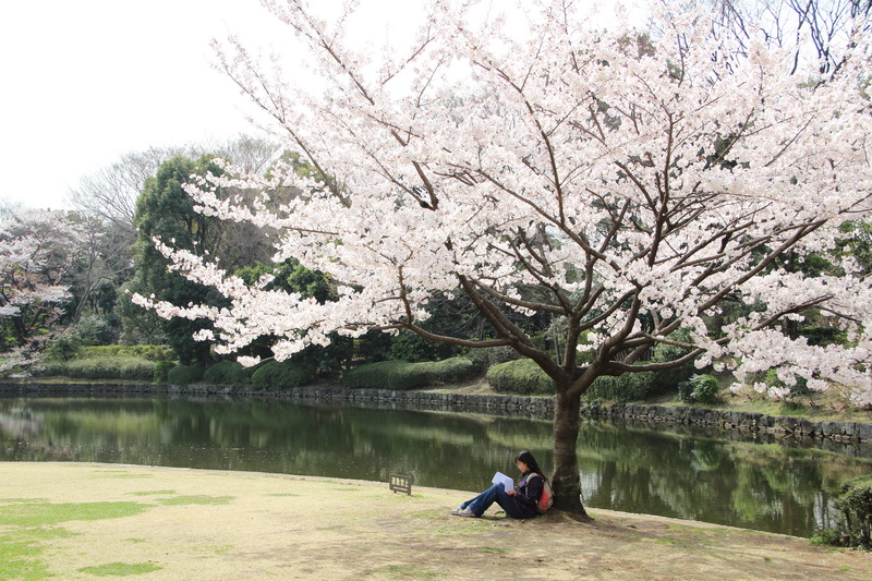 關東賞櫻百選美食溫泉花見8天悠遊行-Day3（上）
