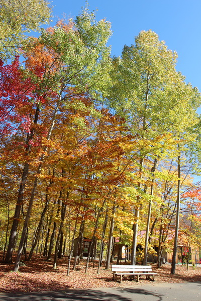 加東楓葉絕美祕境之旅-Day7【世界遺產城市：魁北克】