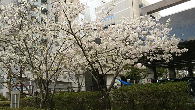 42.jpg - 日本九州DAY0