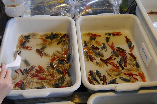 P2100143.JPG - 2018泰國DAY8