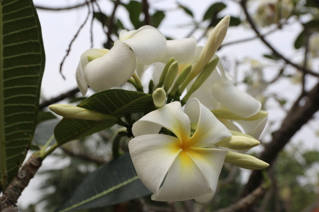 IMG_0472.JPG - 2018泰國DAY9