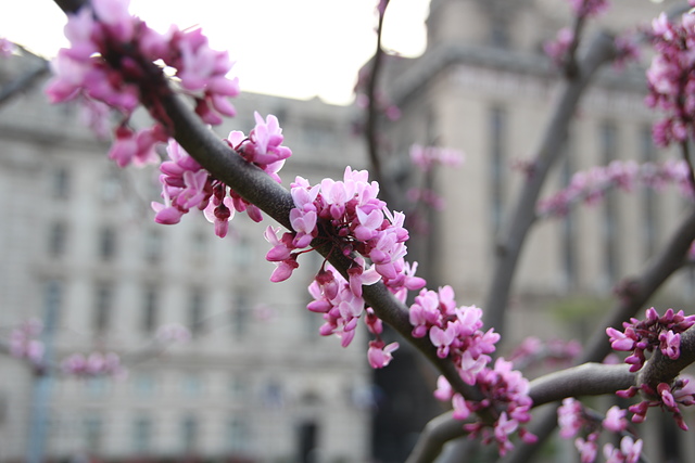 IMG_3053.JPG - 2018-上海DAY1