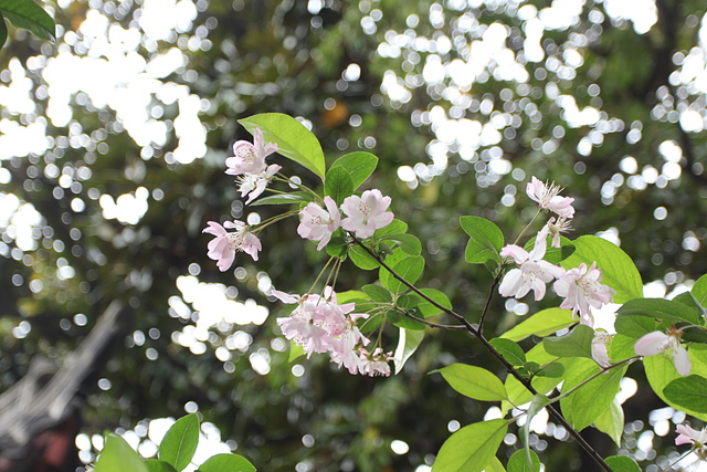 IMG_3205.JPG - 2018-上海DAY2