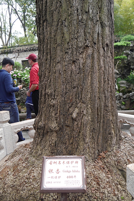 P2120959.JPG - 2018-上海DAY2