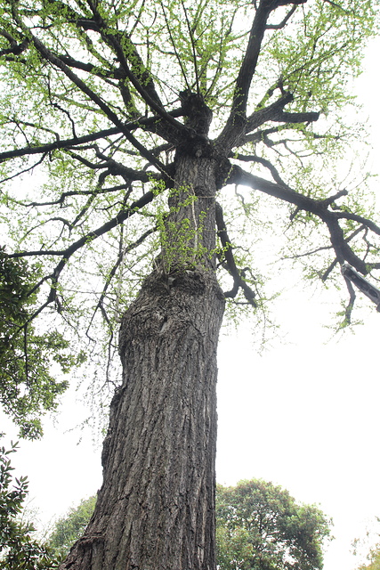 IMG_3216.JPG - 2018-上海DAY2