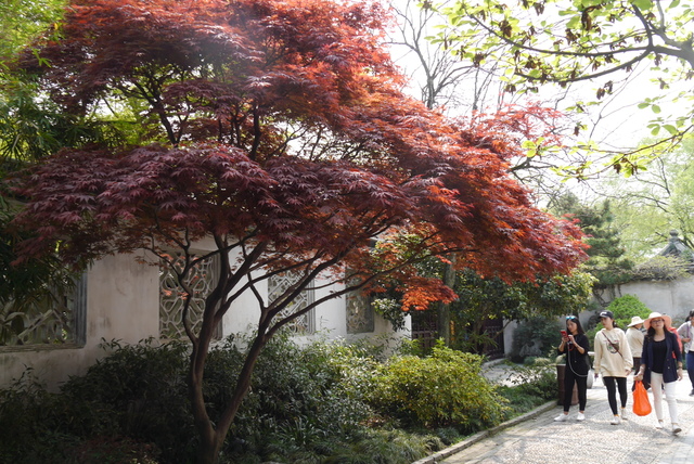 P2130450.JPG - 2018-上海DAY3