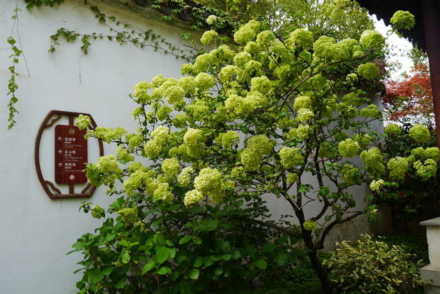 P2130454.JPG - 2018-上海DAY3