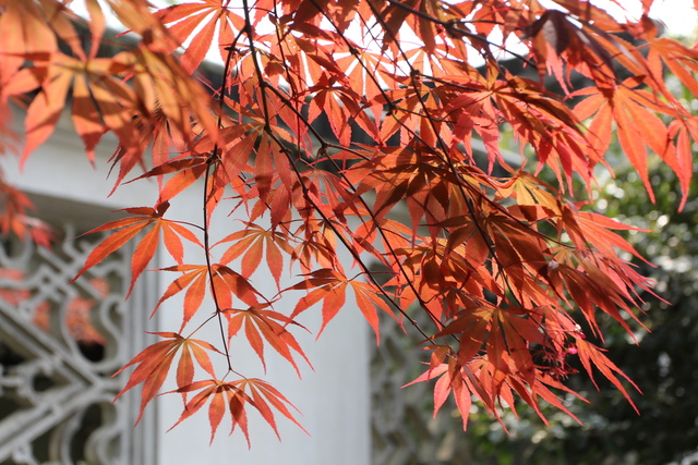 IMG_3482.JPG - 2018-上海DAY3