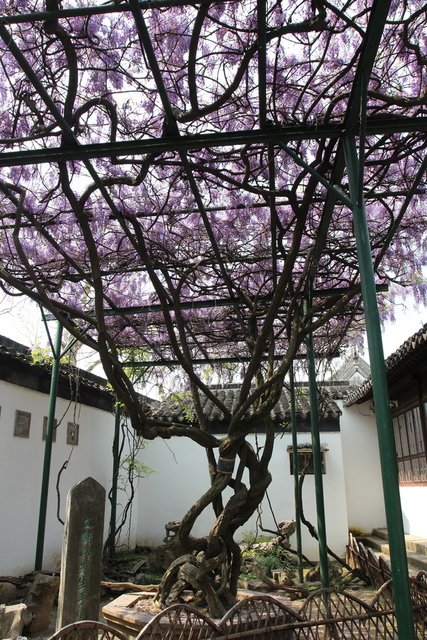 IMG_3392.JPG - 2018-上海DAY3