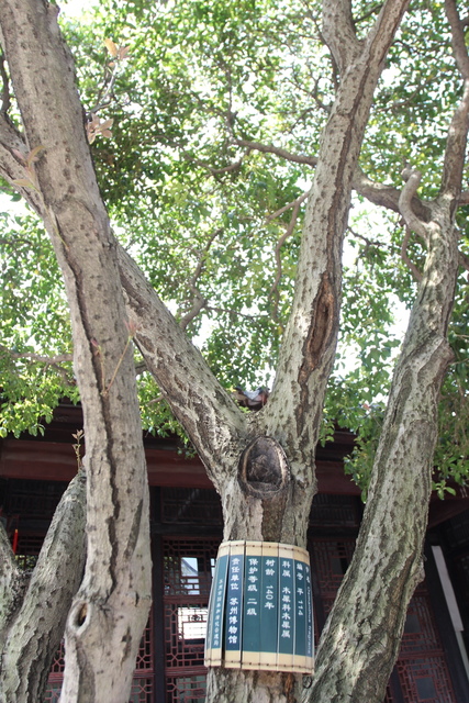 IMG_3382.JPG - 2018-上海DAY3