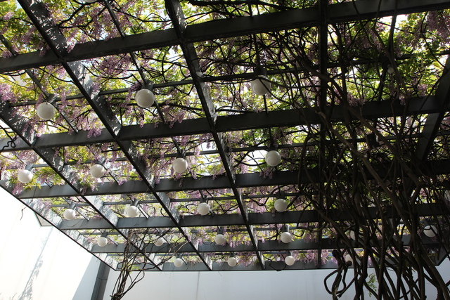 IMG_3343.JPG - 2018-上海DAY3