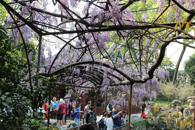 IMG_3516.JPG - 2018-上海DAY3