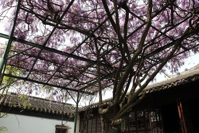 IMG_3410.JPG - 2018-上海DAY3