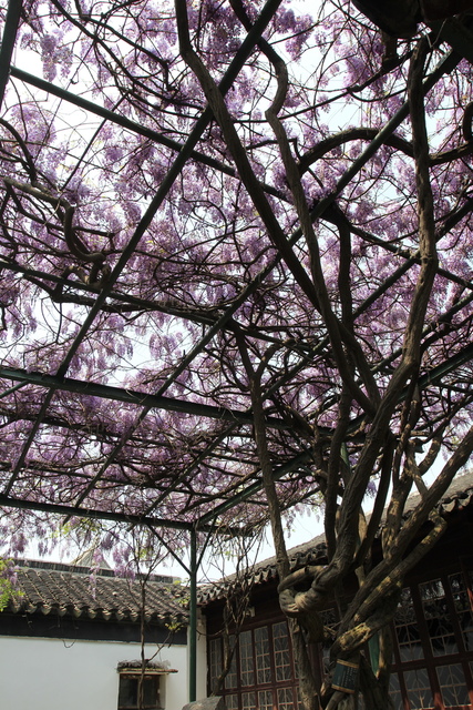 IMG_3399.JPG - 2018-上海DAY3