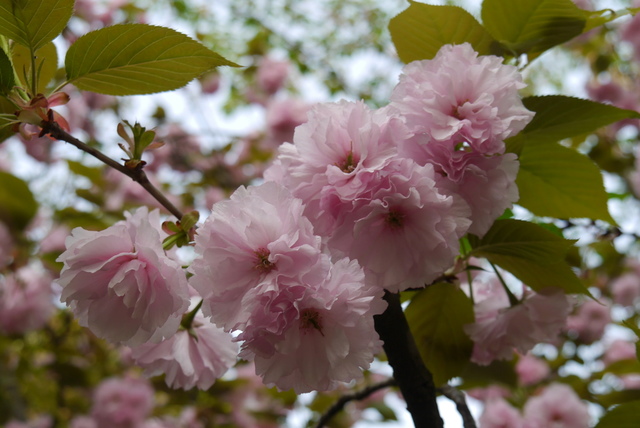 P2130555.JPG - 2018-上海DAY3