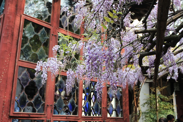 IMG_3521.JPG - 2018-上海DAY3