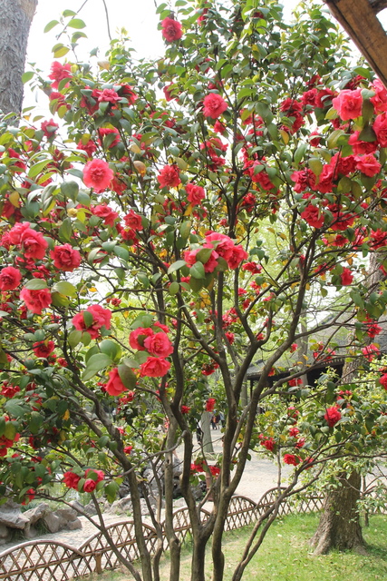 IMG_3478.JPG - 2018-上海DAY3