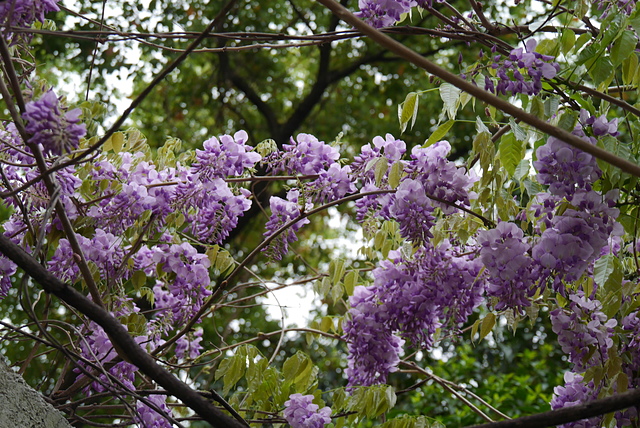 P2130811.JPG - 2018-上海DAY4