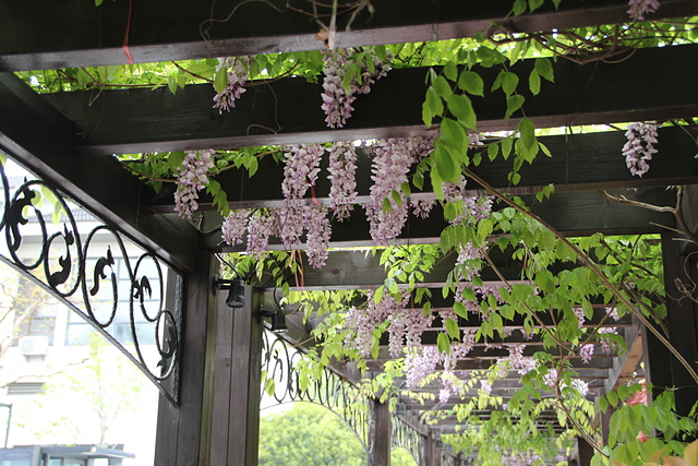 IMG_3800.JPG - 2018-上海DAY4