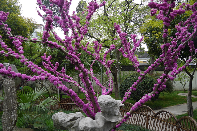 P2130797.JPG - 2018-上海DAY4