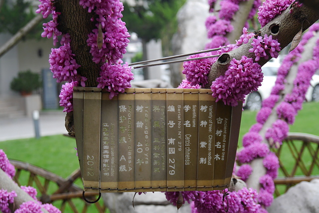 P2130803.JPG - 2018-上海DAY4