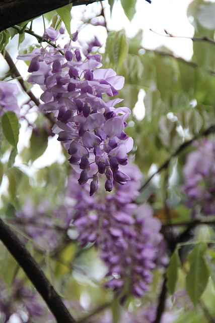 IMG_3825.JPG - 2018-上海DAY4