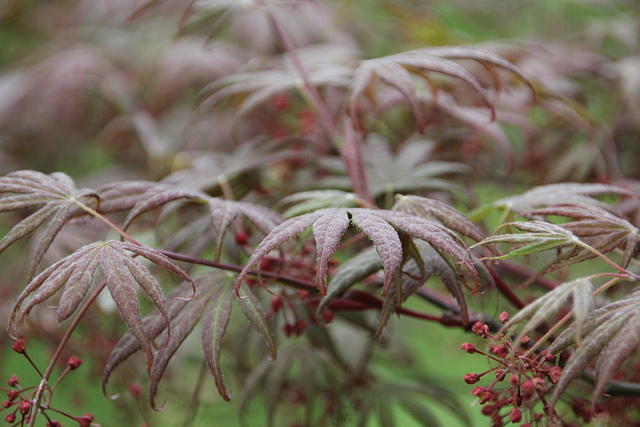 IMG_3835.JPG - 2018-上海DAY4