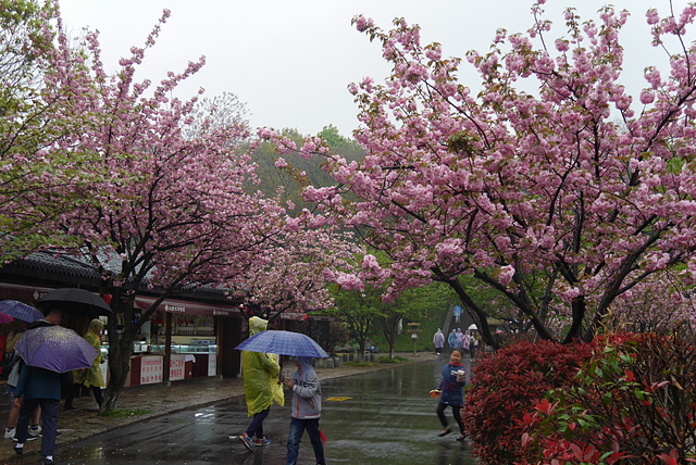 P2140370.JPG - 2018-上海DAY5