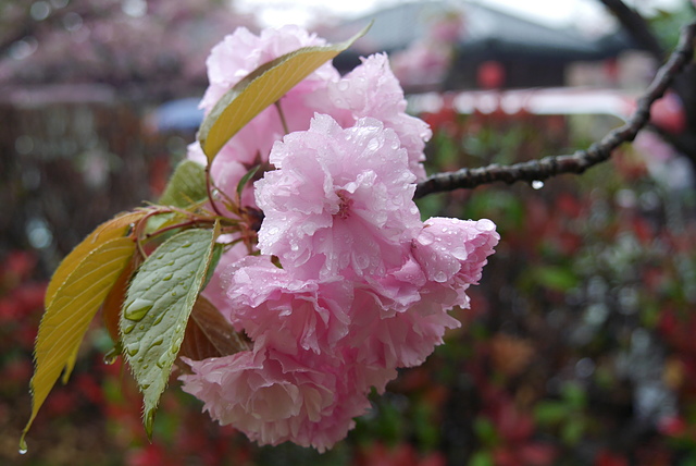 P2140345.JPG - 2018-上海DAY5