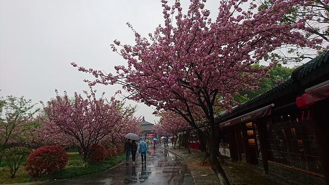 2018-04-05 13.16.02.jpg - 2018-上海DAY5