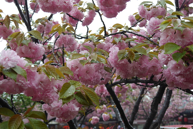 P2140350.JPG - 2018-上海DAY5