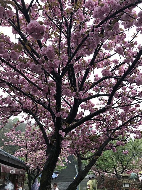 2018-04-05 13.17.20.jpg - 2018-上海DAY5