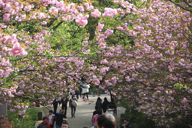 IMG_4423.JPG - 2018-上海DAY6