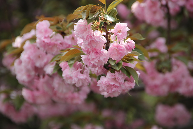 IMG_4360.JPG - 2018-上海DAY6