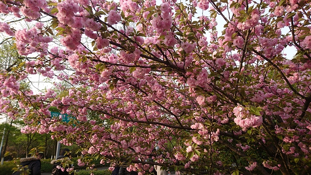 2018-04-06 17.18.47.jpg - 2018-上海DAY6