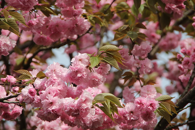 IMG_4399.JPG - 2018-上海DAY6