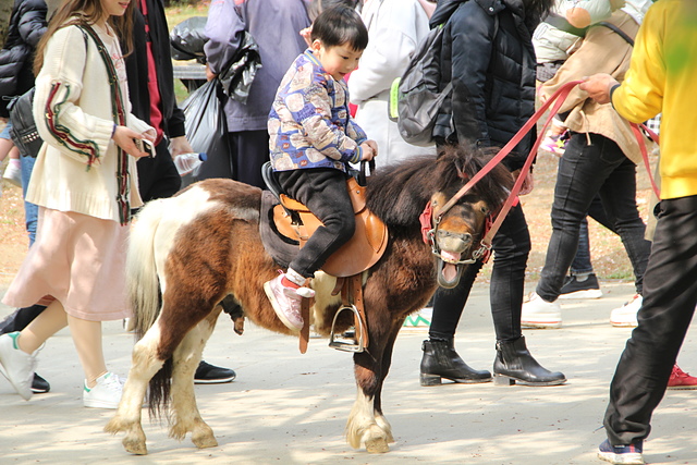 IMG_4373.JPG - 2018-上海DAY6