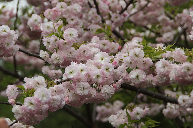 IMG_4366.JPG - 2018-上海DAY6