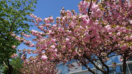 2018-04-08 10.50.38.jpg - 2018-上海DAY8