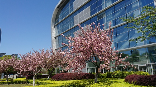 2018-04-08 10.52.55.jpg - 2018-上海DAY8