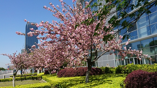 2018-04-08 10.53.40.jpg - 2018-上海DAY8