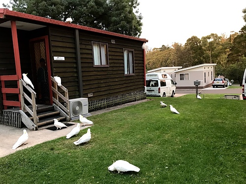 IMG_5586.jpg - 澳洲DAY3