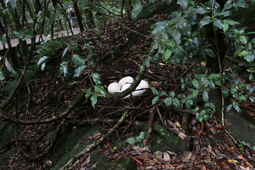 IMG_2860.JPG - 澳洲DAY3