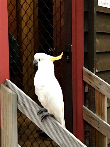 IMG_5592.jpg - 澳洲DAY3