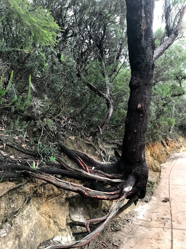 IMG_5572.jpg - 澳洲DAY3