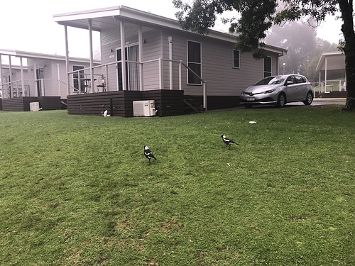 2019-01-21 08.24.04.jpg - 澳洲DAY3