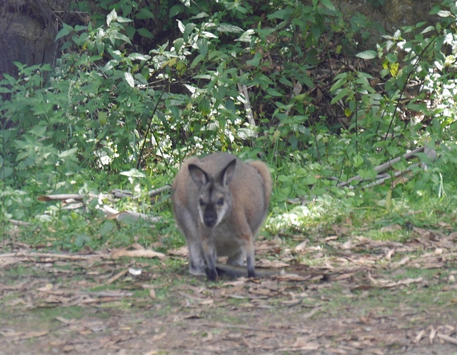 P2190961.JPG - 澳洲DAY4