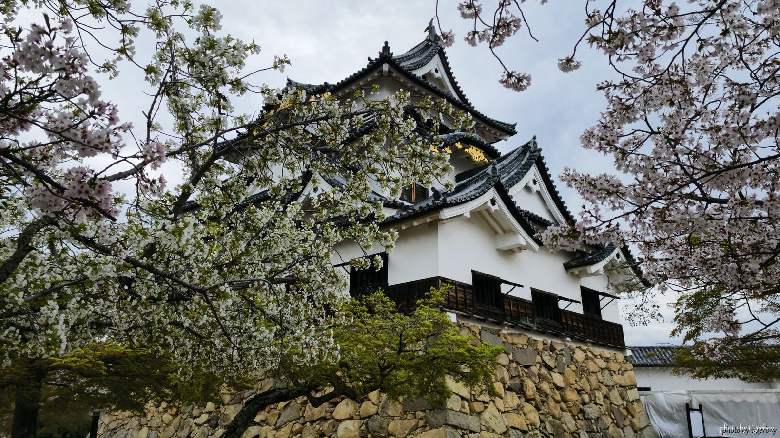 DAY6｜沿著琵琶湖的絕景：彥根城國寶天守、海津大崎櫻花大道